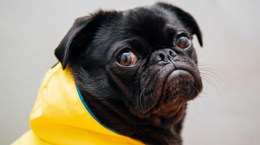 How to get dog pee out of carpet