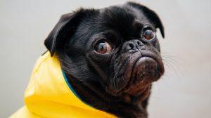 How to get dog pee out of carpet