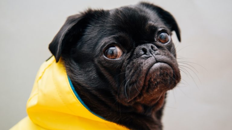 How to get dog pee out of carpet