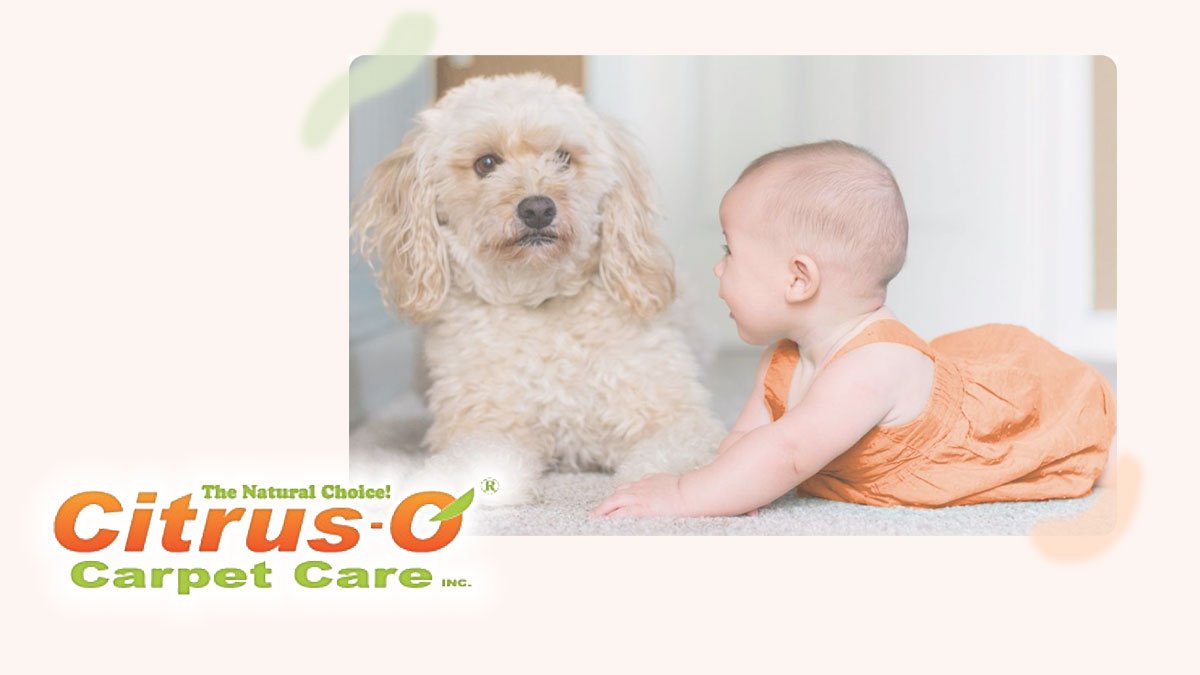 Contact Citrus O Carpet Care Carpet Cleaning Services