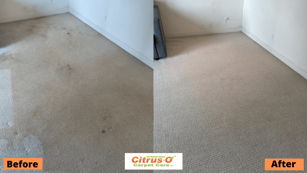 DIY Vs. Professional Carpet Cleaning. Citrus-O is the Clear Winner