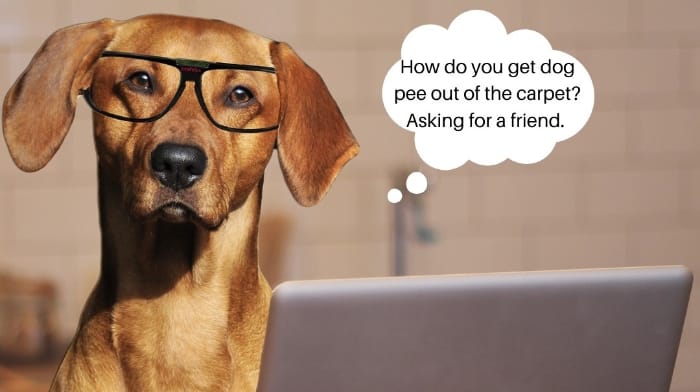 Citrus-O is Pet Friendly!